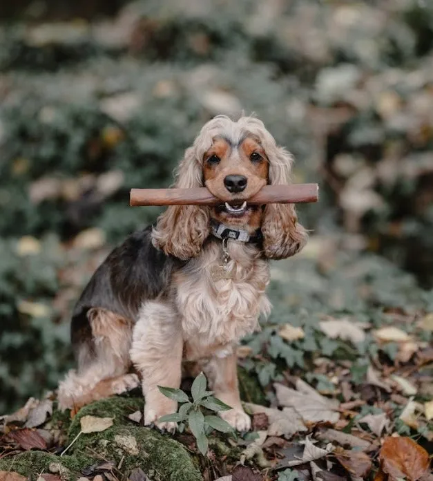 Anco Jnr Beef Bully Stick Dog Chew