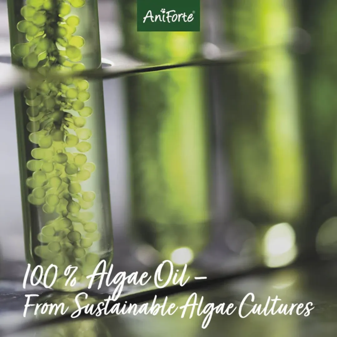 AniForte Algae Oil - Omega 3 Supplement