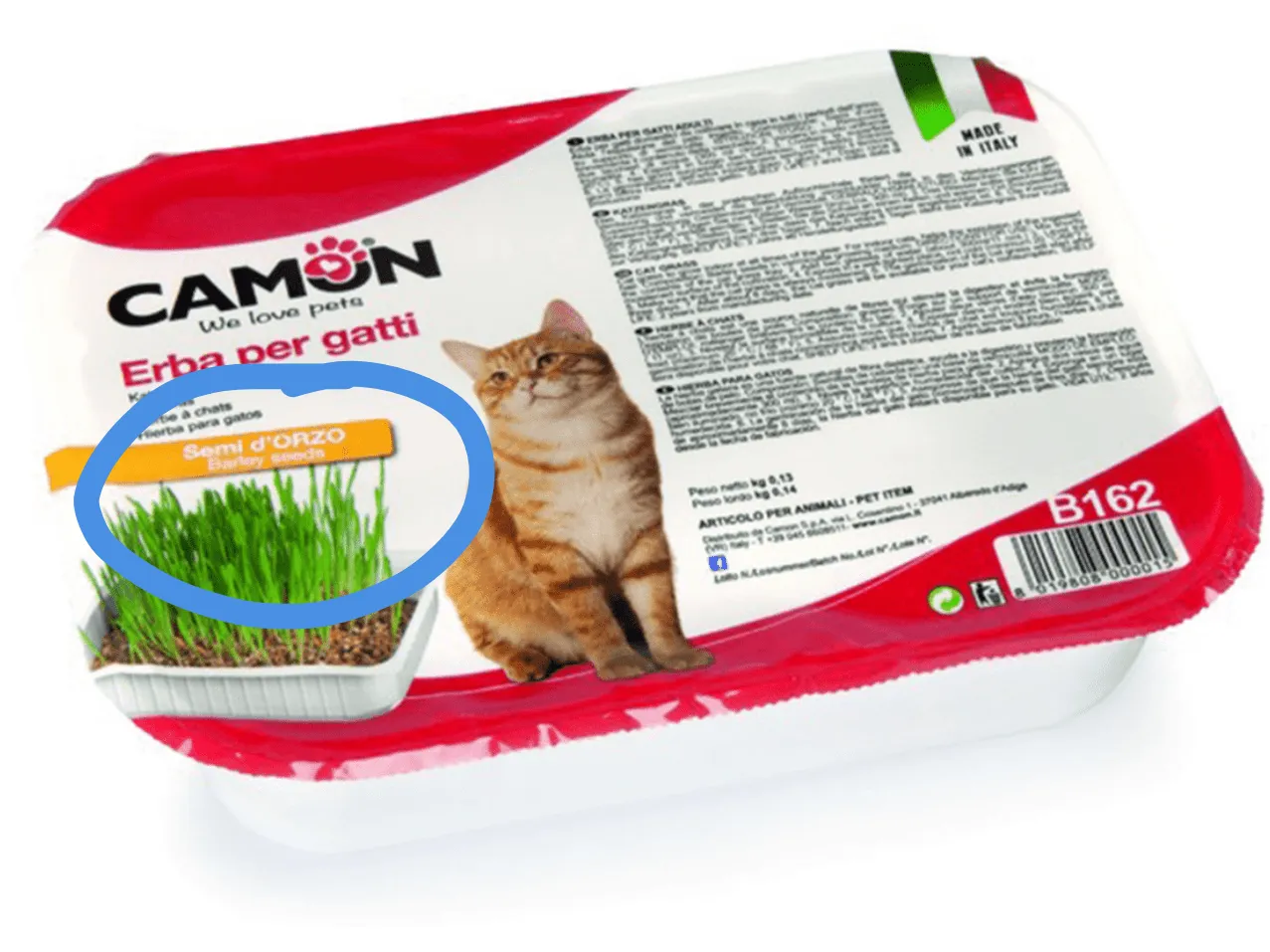 Cat Grass - Barley