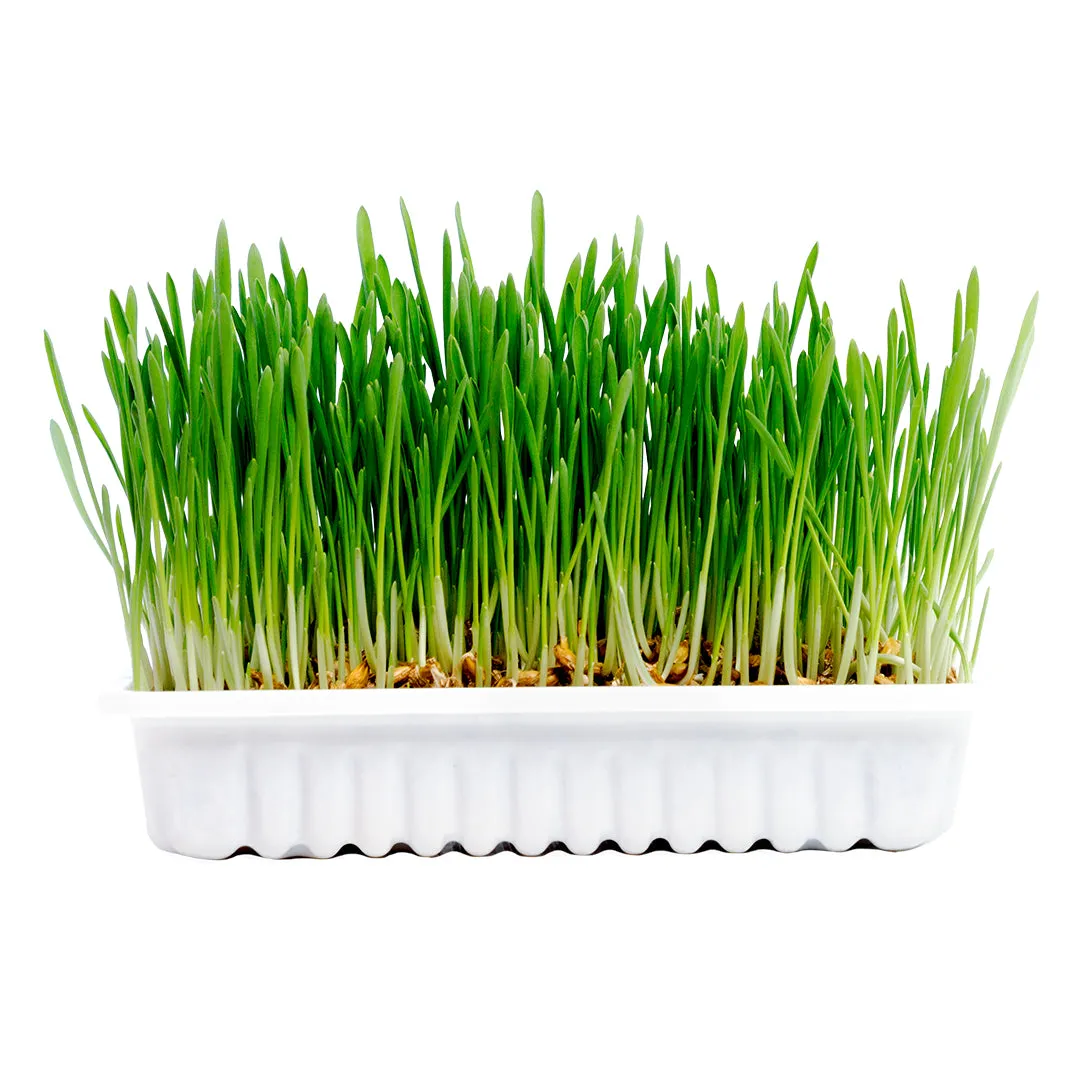 CAT GRASS KIT 70G