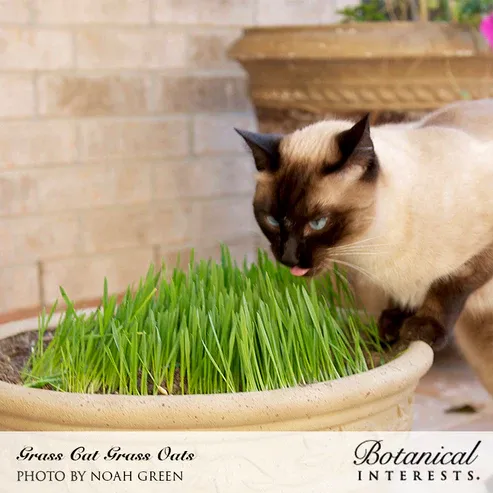 Cat Grass Mix Org Pkt