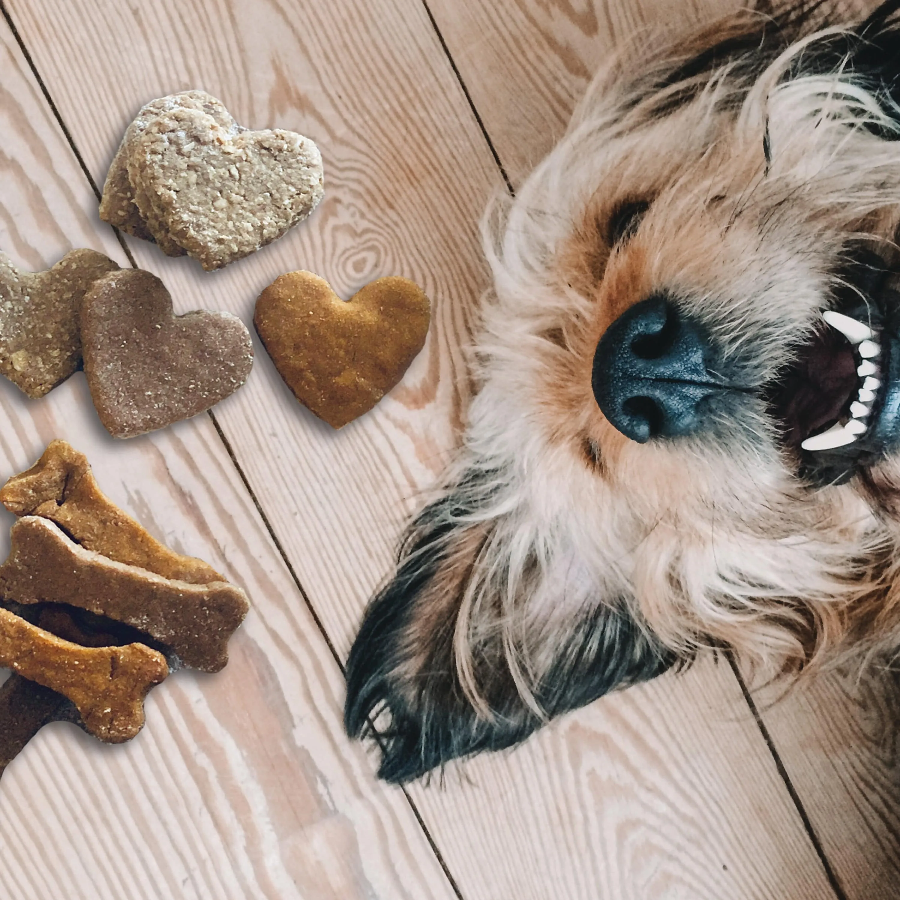 Make Your Own Dog Treat Kit