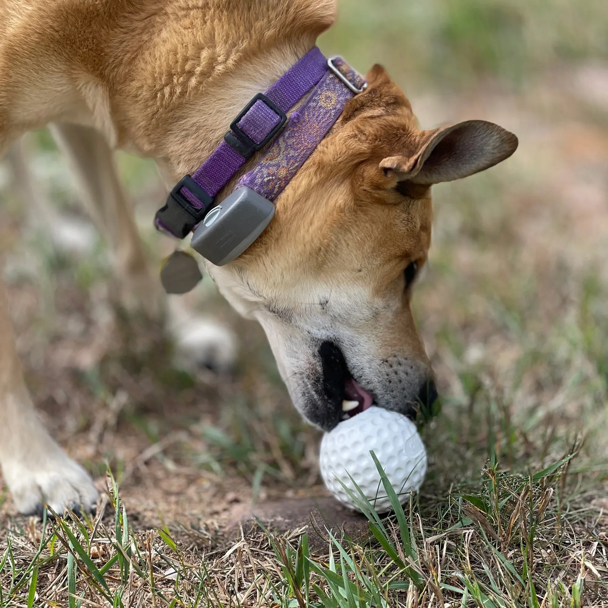 Sodapup Golf Ball