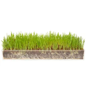 Window Garden Organic Wheatgrass Grow n Serve Kit Plant an Amazing Wheat Grass Home